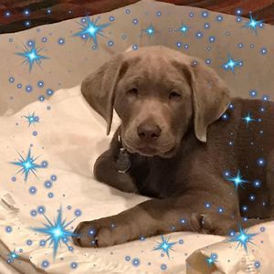 Meet your Posher, Heidi